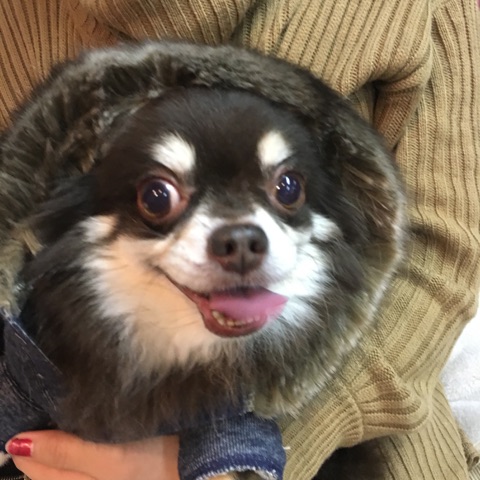 【今日の里帰りワンコ🐶トイプードルのむっちゃん💕ポメラニアンの夢花ちゃん💕チワワの恋くん💕No,2】